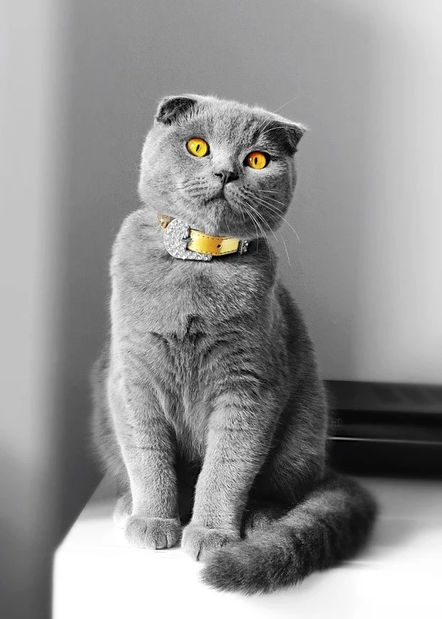 Škotska klapouhka (Scottish Fold)