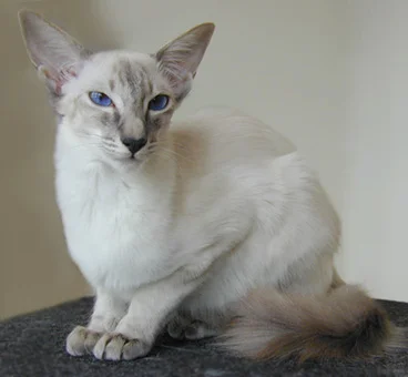 Siamska mačka (Siamese)