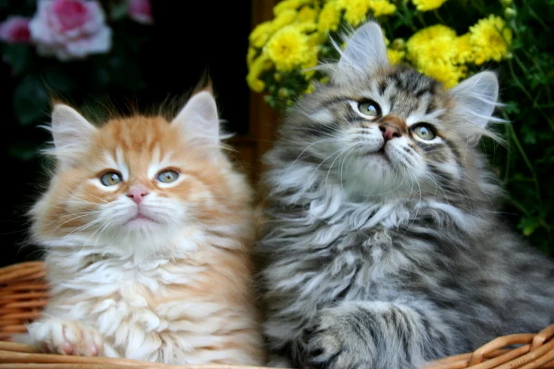 Sibirska mačka (Siberian)