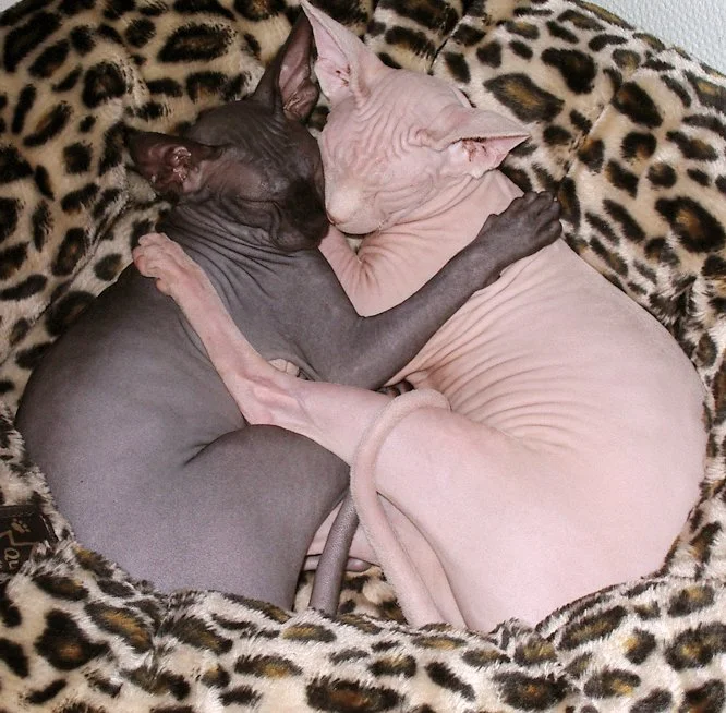 Sfinga (Sphynx)