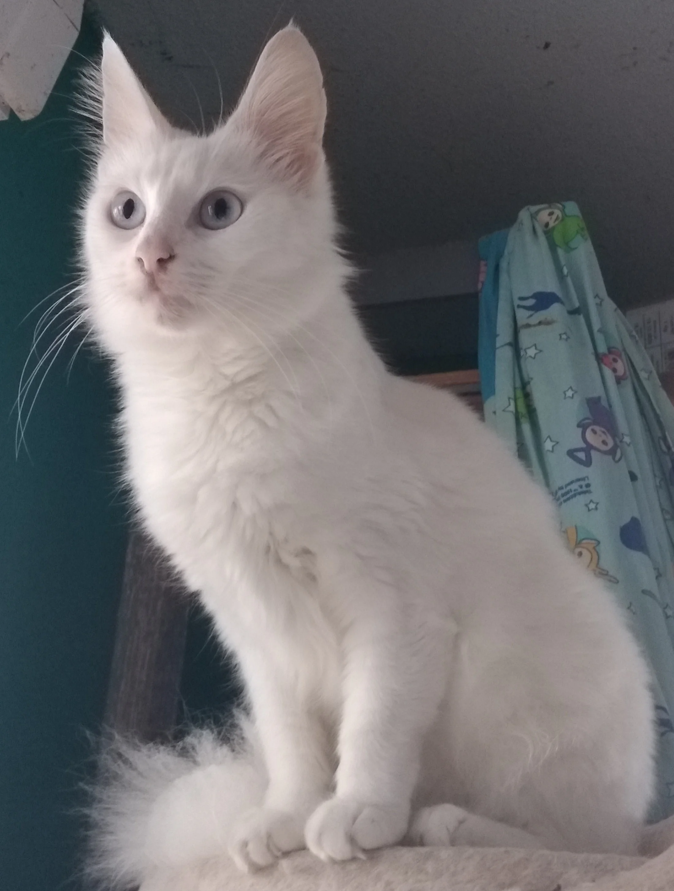 Turška angora (Turkish Angora)