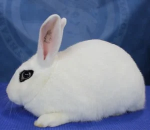 Blanc de Hotot (Blanc de Hotot)