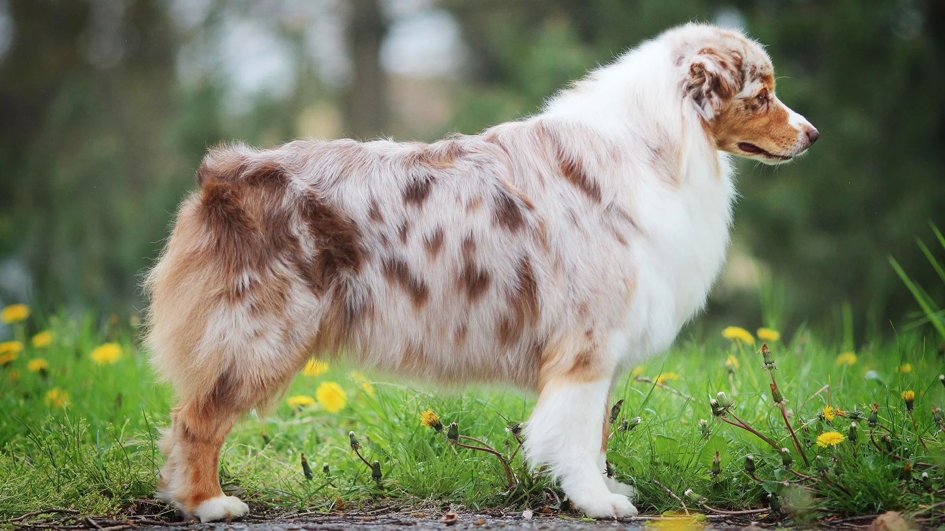 Avstralski ovčar (Australian Shepherd)
