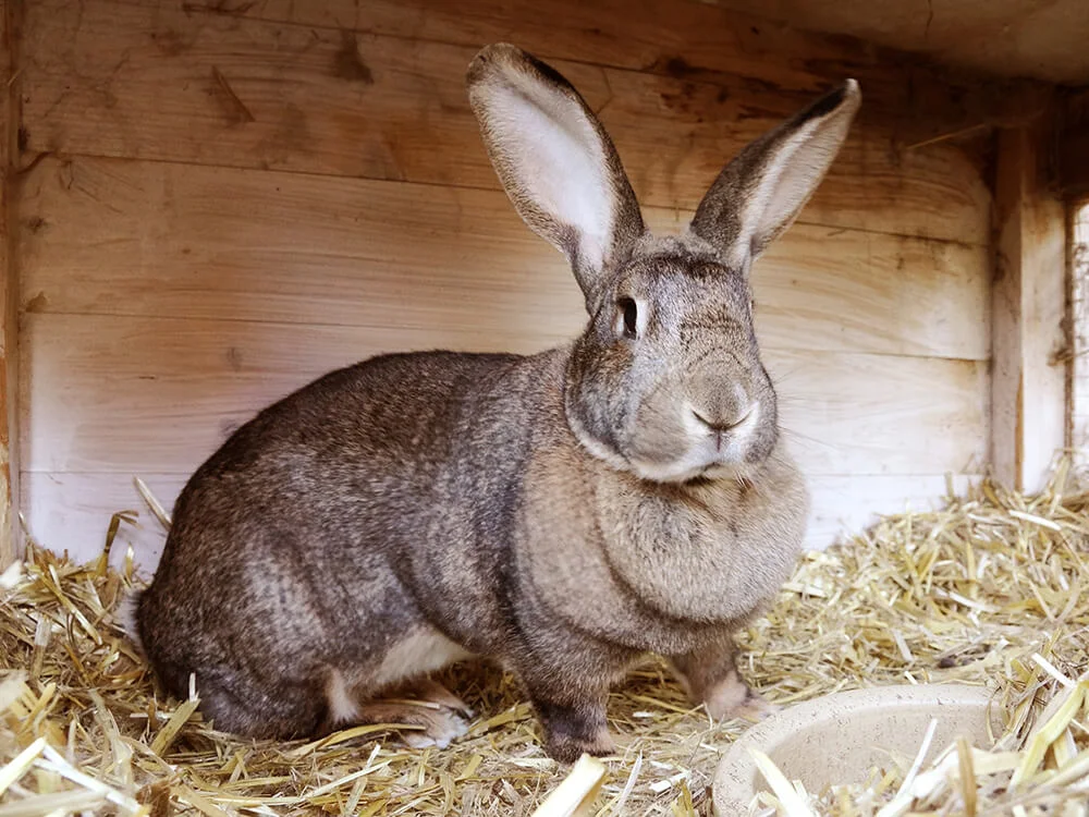 Kontinentalni velikan (Continental Giant)