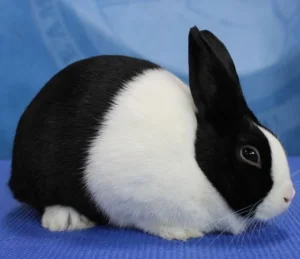 Nizozemski kunec (Dutch Rabbit)