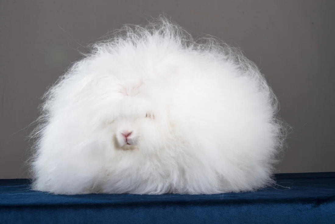 Angleška angora (English Angora)