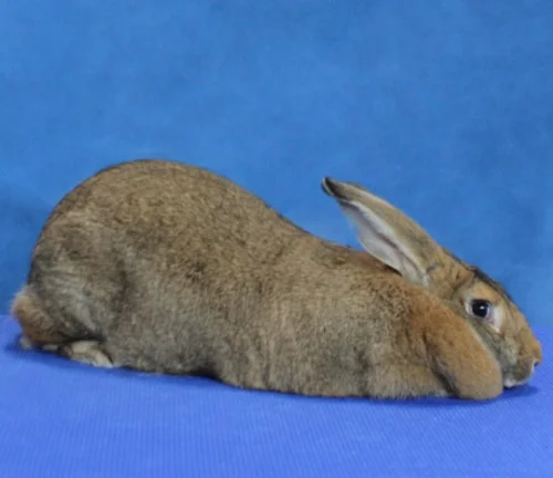 Flamski velikan (Flemish Giant)