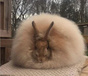 Francoska angora (French Angora)