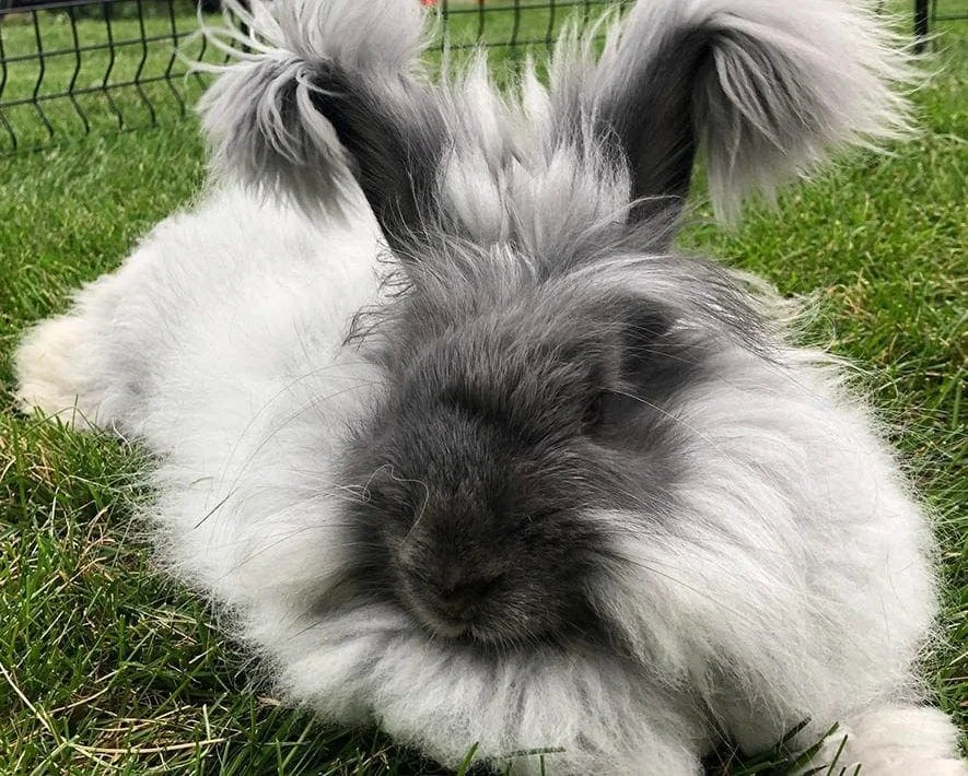 Nemška angora (German Angora)