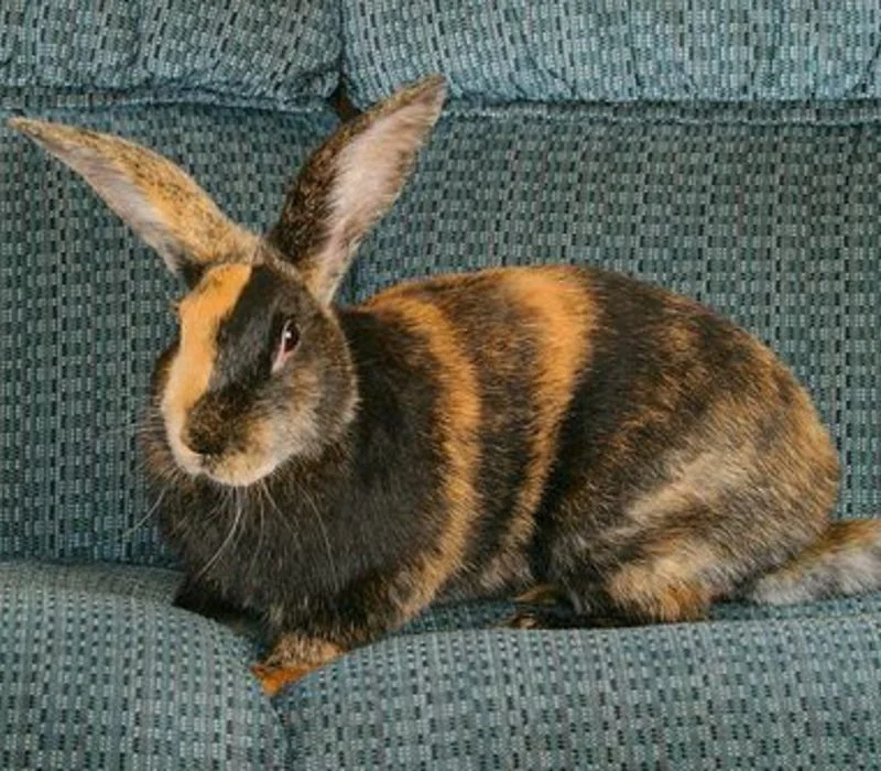Harlekinski kunec (Harlequin Rabbit)