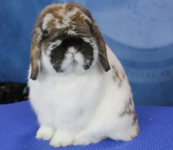 Nizozemski oven (Holland Lop)
