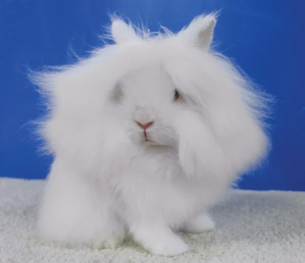 Levjeglavi kunec (Lionhead)