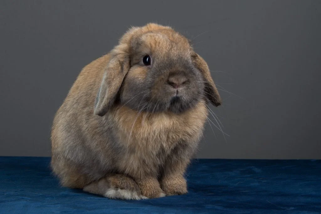 Mini oven (Mini Lop)