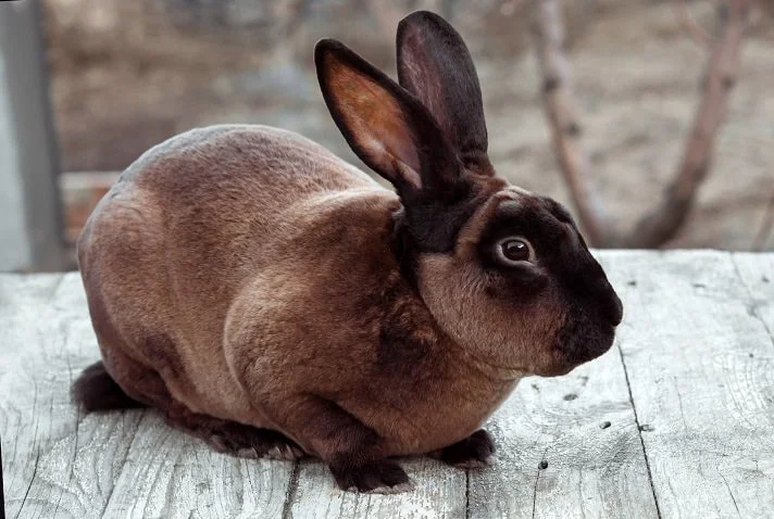 Mini rex (Mini Rex)