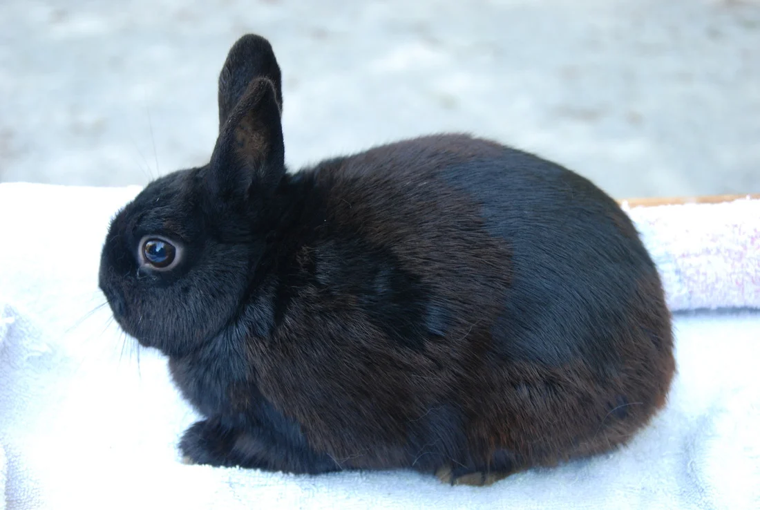 Poljski kunec (Polish Rabbit)