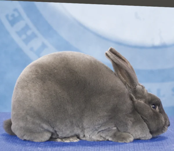 Rex kunec (Rex Rabbit)