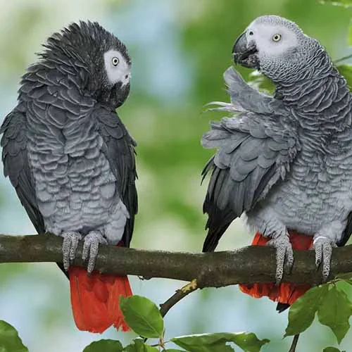Afriški sivi papagaj (African Grey Parrot)