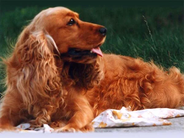 Angleški koker španjel (English Cocker Spaniel)