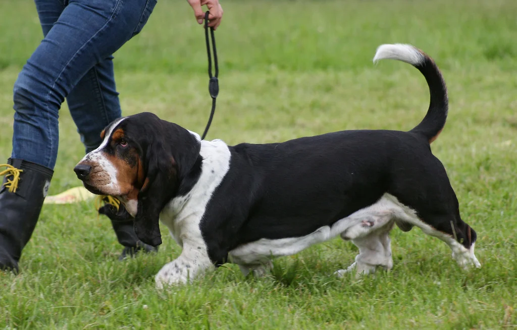 Baset (Basset Hound)