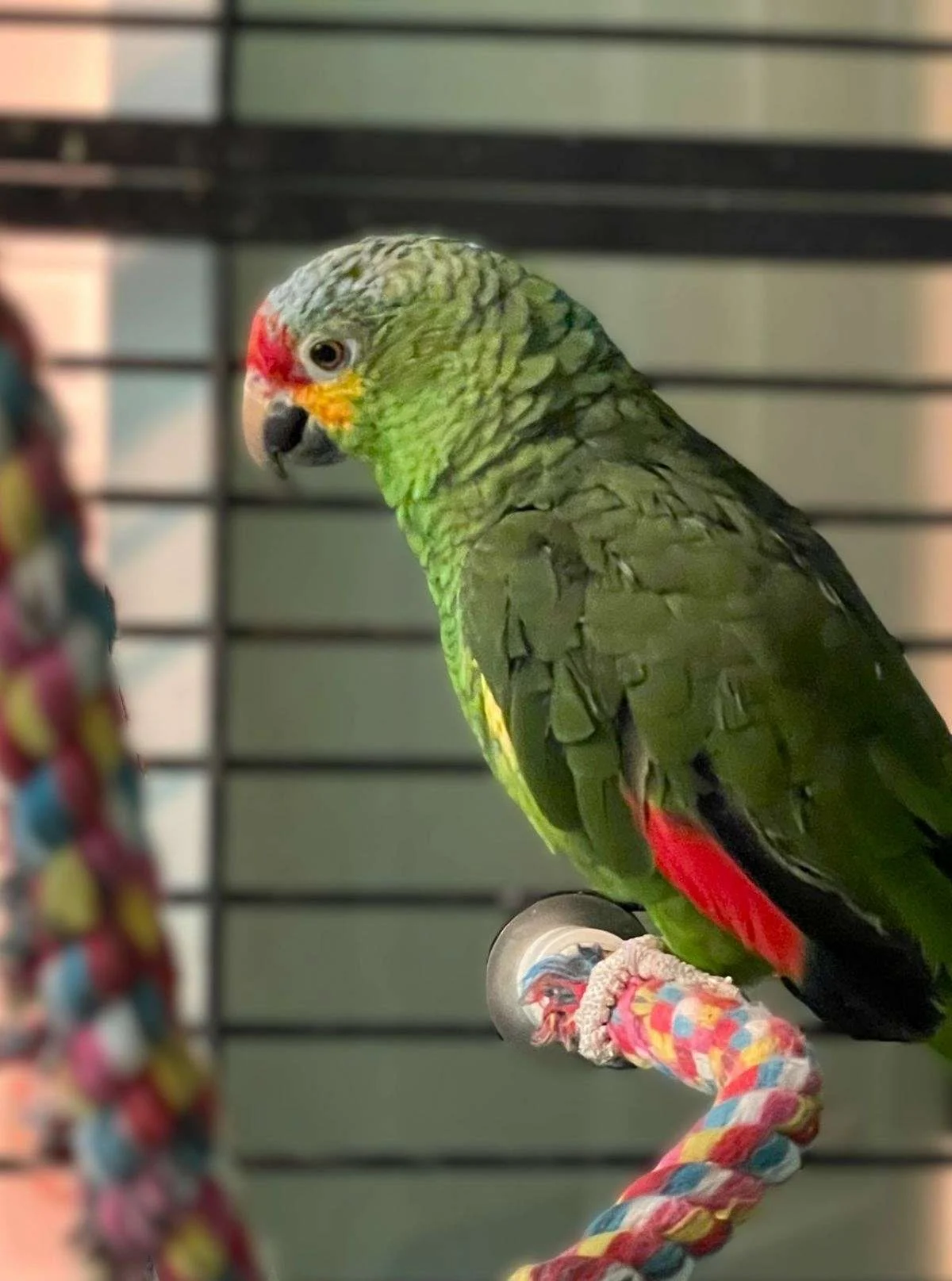 Amazonski papagaj (Amazon Parrot)