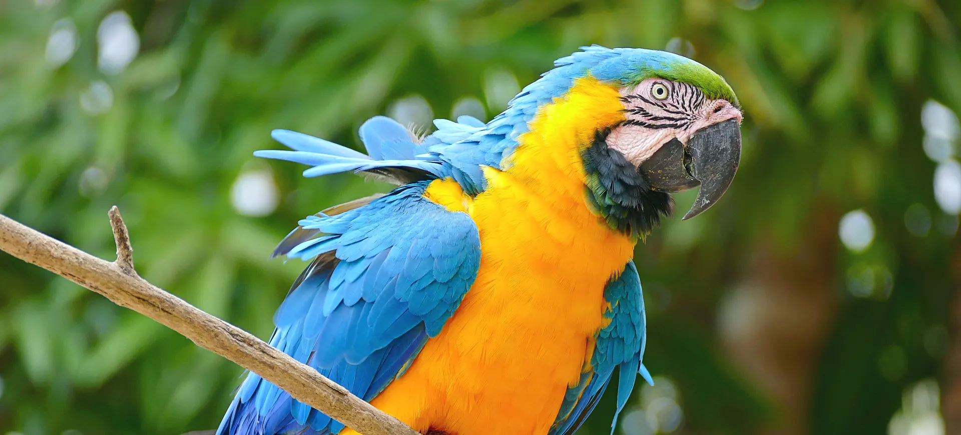 Modro-rumena ara (Blue-and-yellow Macaw)