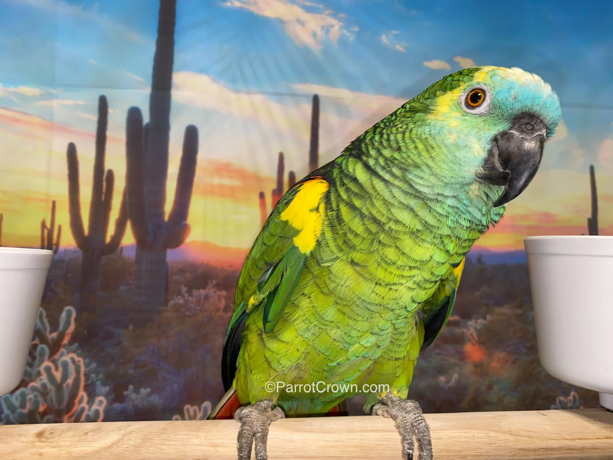 Modročela amazonka (Blue-fronted Amazon)