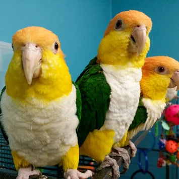 Pionites (Caique)