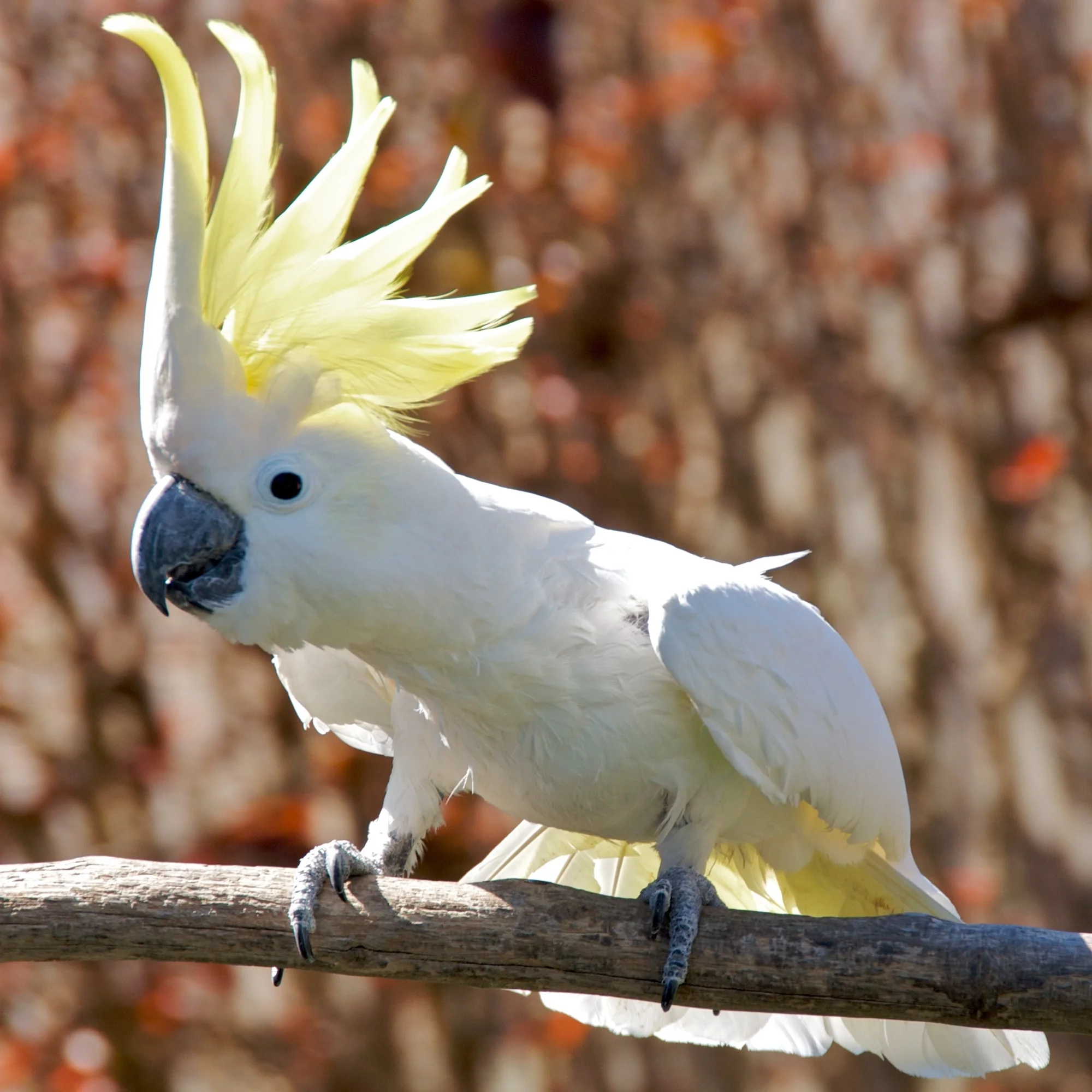 Kakadu (Cockatoo)