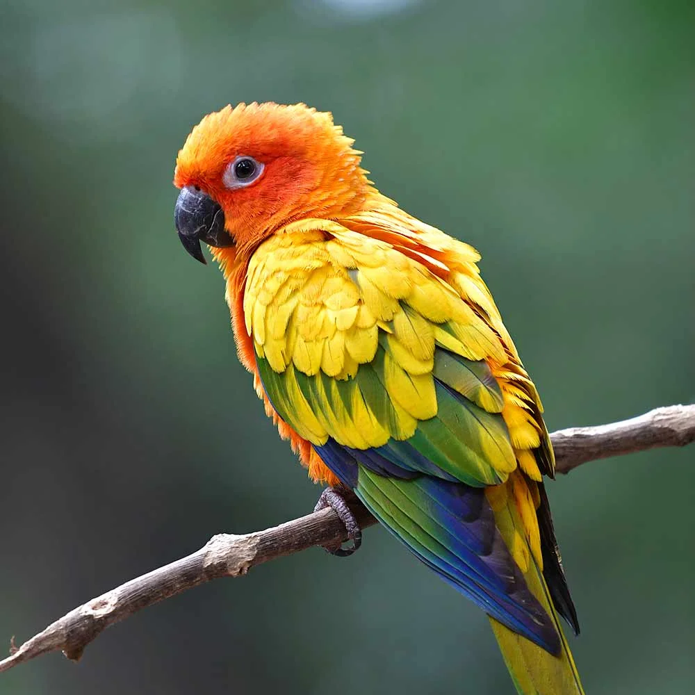Arantiga (Conure)