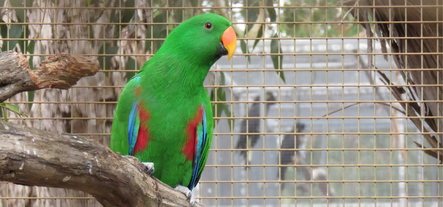 Eklektus papagaj (Eclectus Parrot)