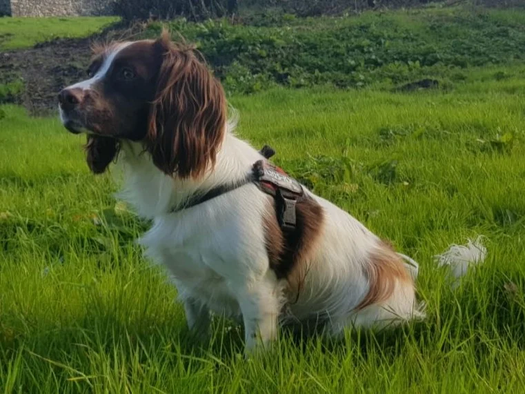 Angleški springer španjel (English Springer Spaniel)