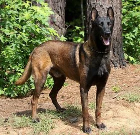 Belgijski ovčar malinois (Belgian Shepherd Dog Malinois)