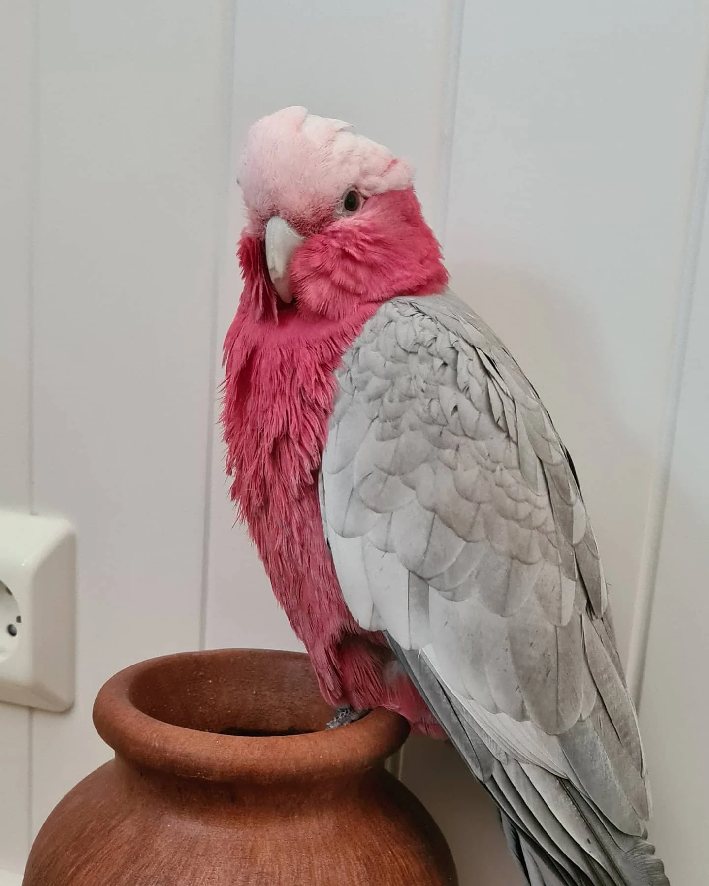 Rožnati kakadu (Galah Cockatoo)