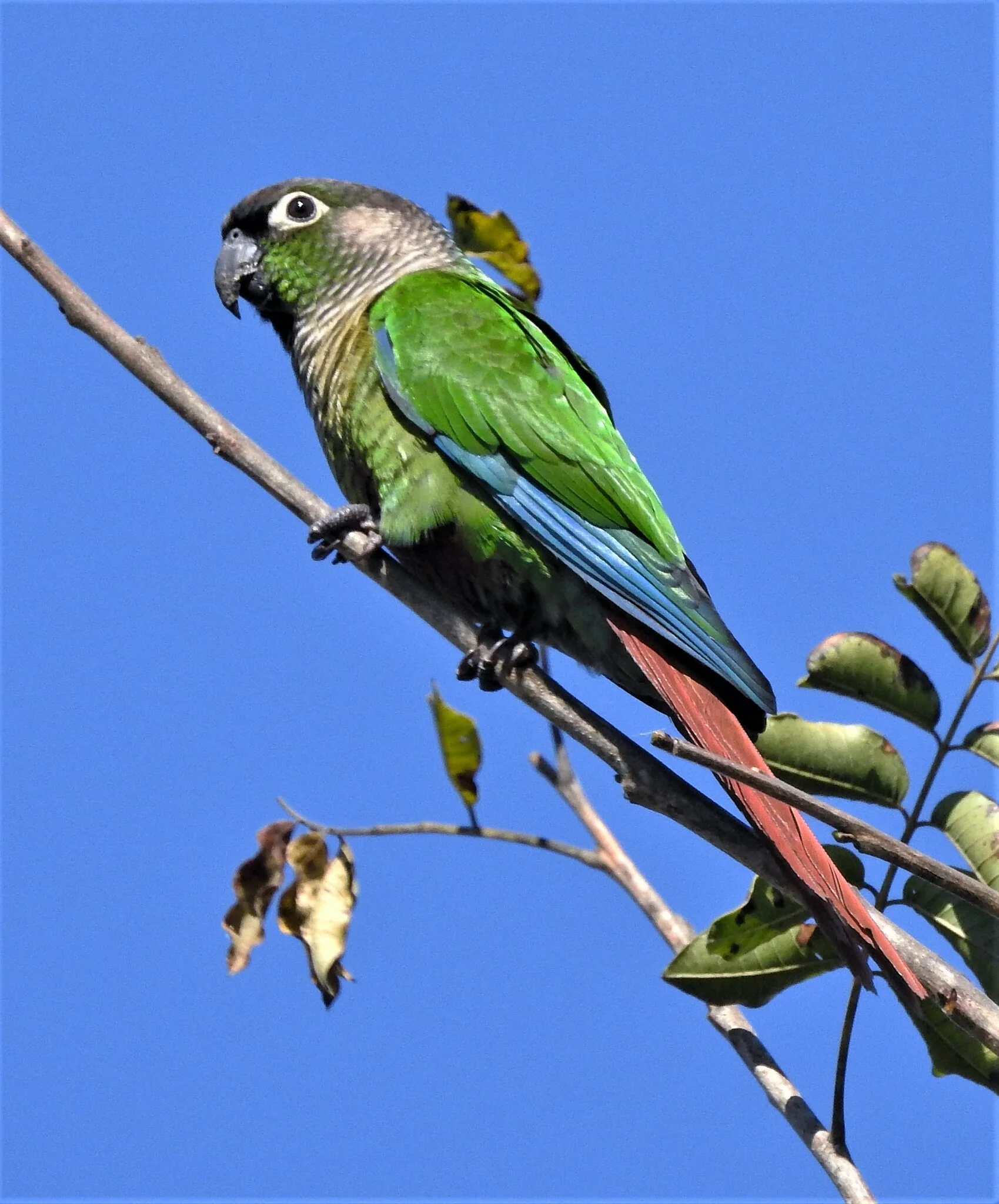 Zelenolična konura (Green-cheeked Conure)