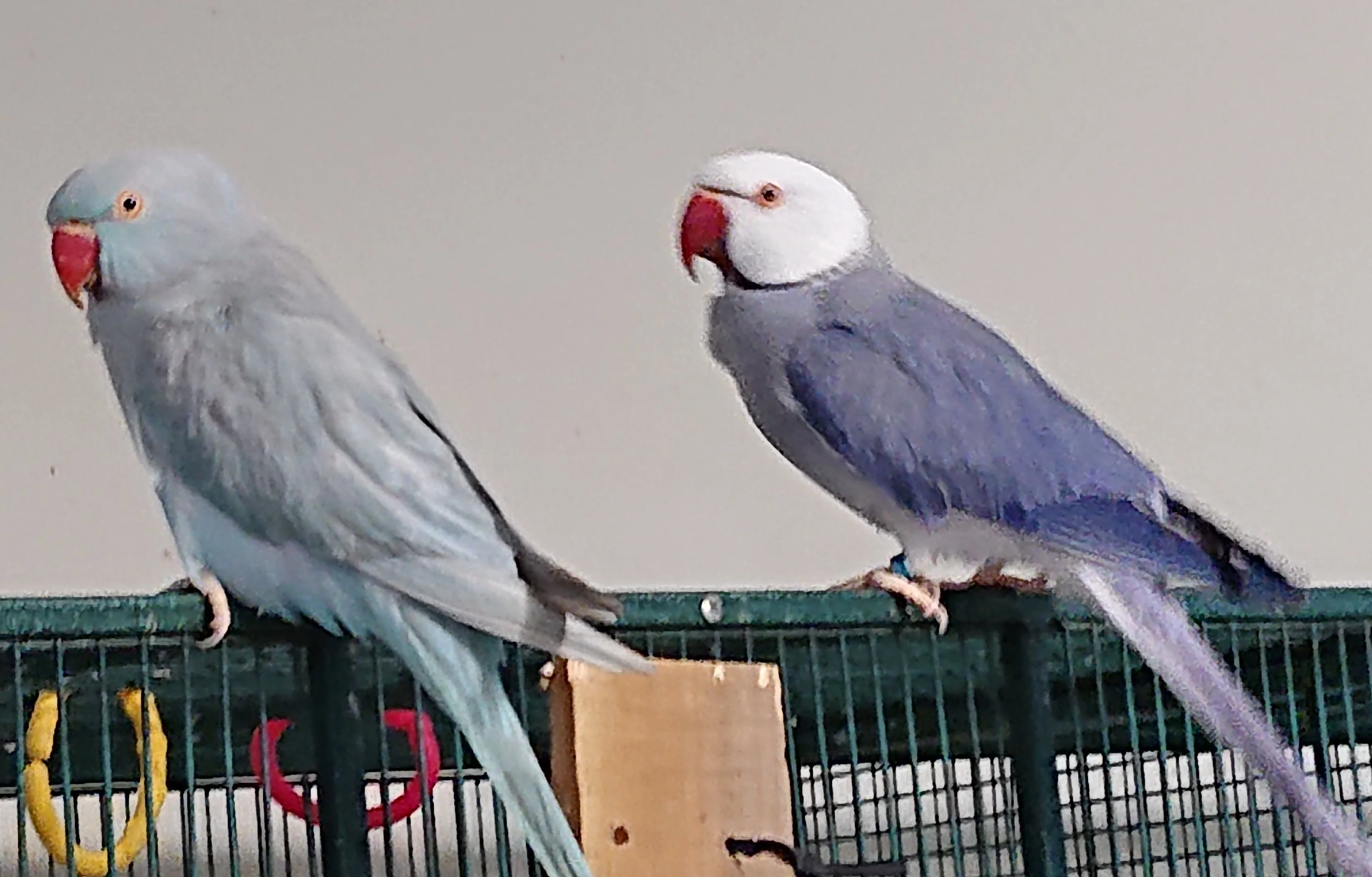 Indijski obročasti papagaj (Indian Ringneck)