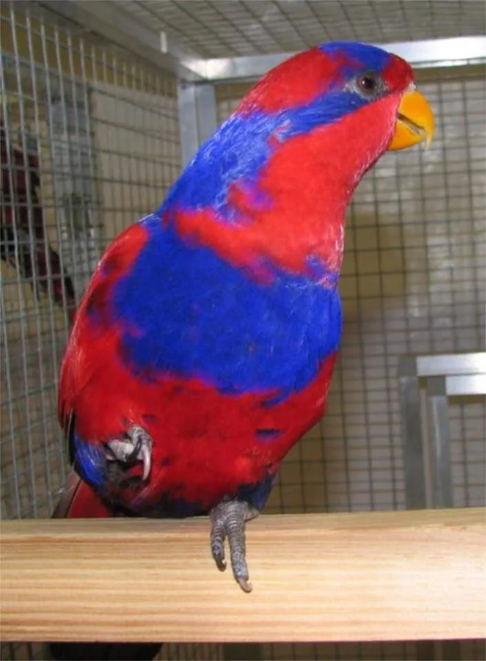 Loriket (Lorikeet)