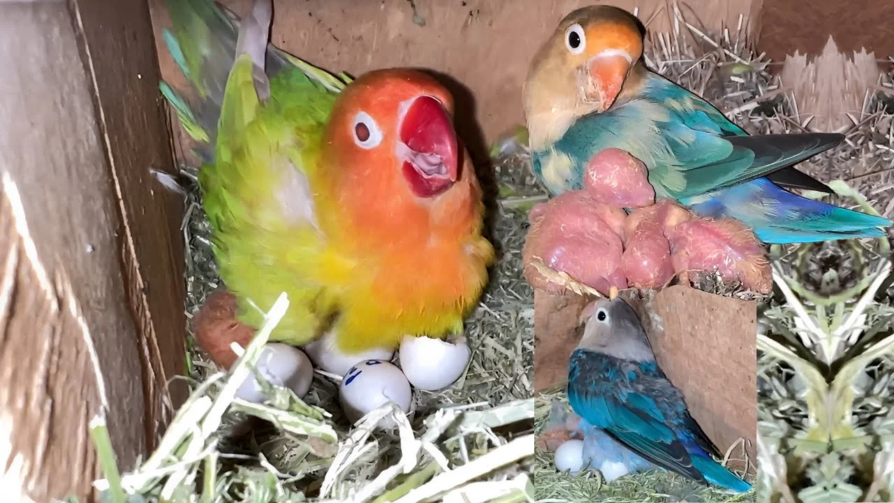 Agapornis (Lovebird)