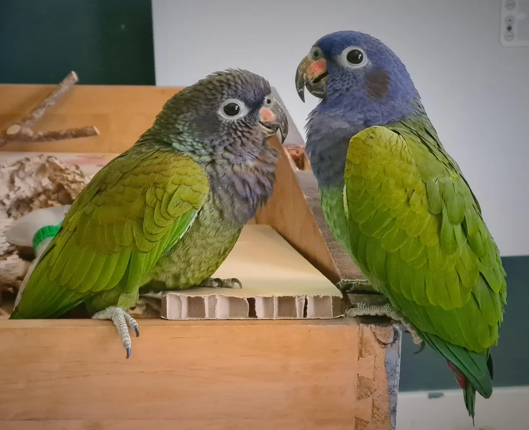 Pionus papagaj (Pionus Parrot)