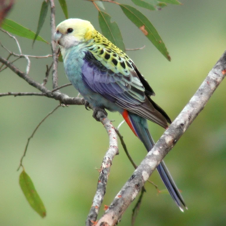 Rozela (Rosella)