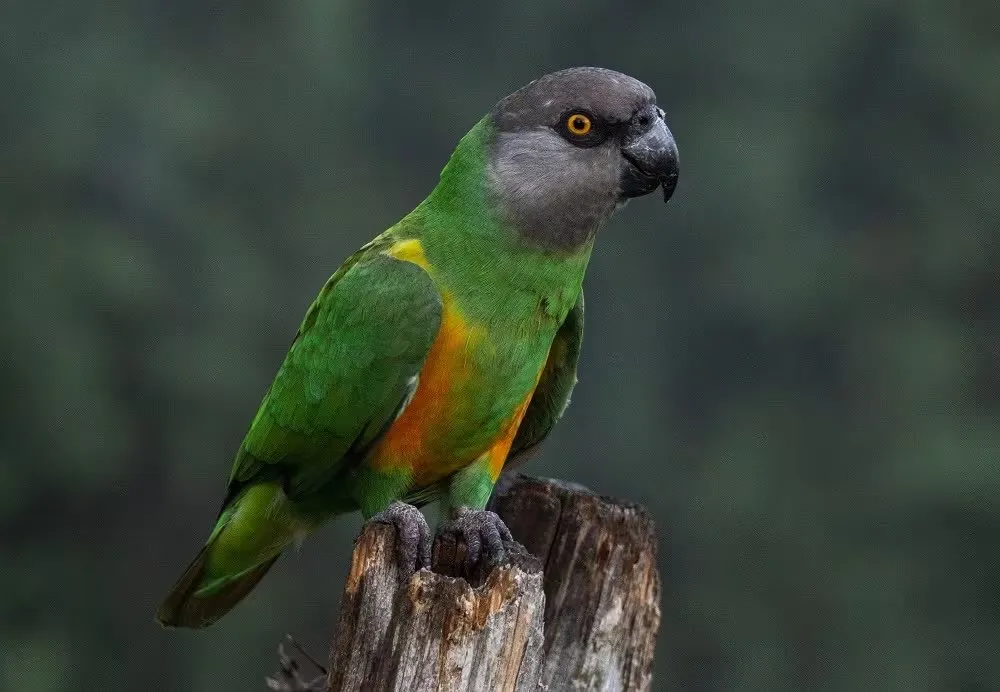 Senegalski papagaj (Senegal Parrot)