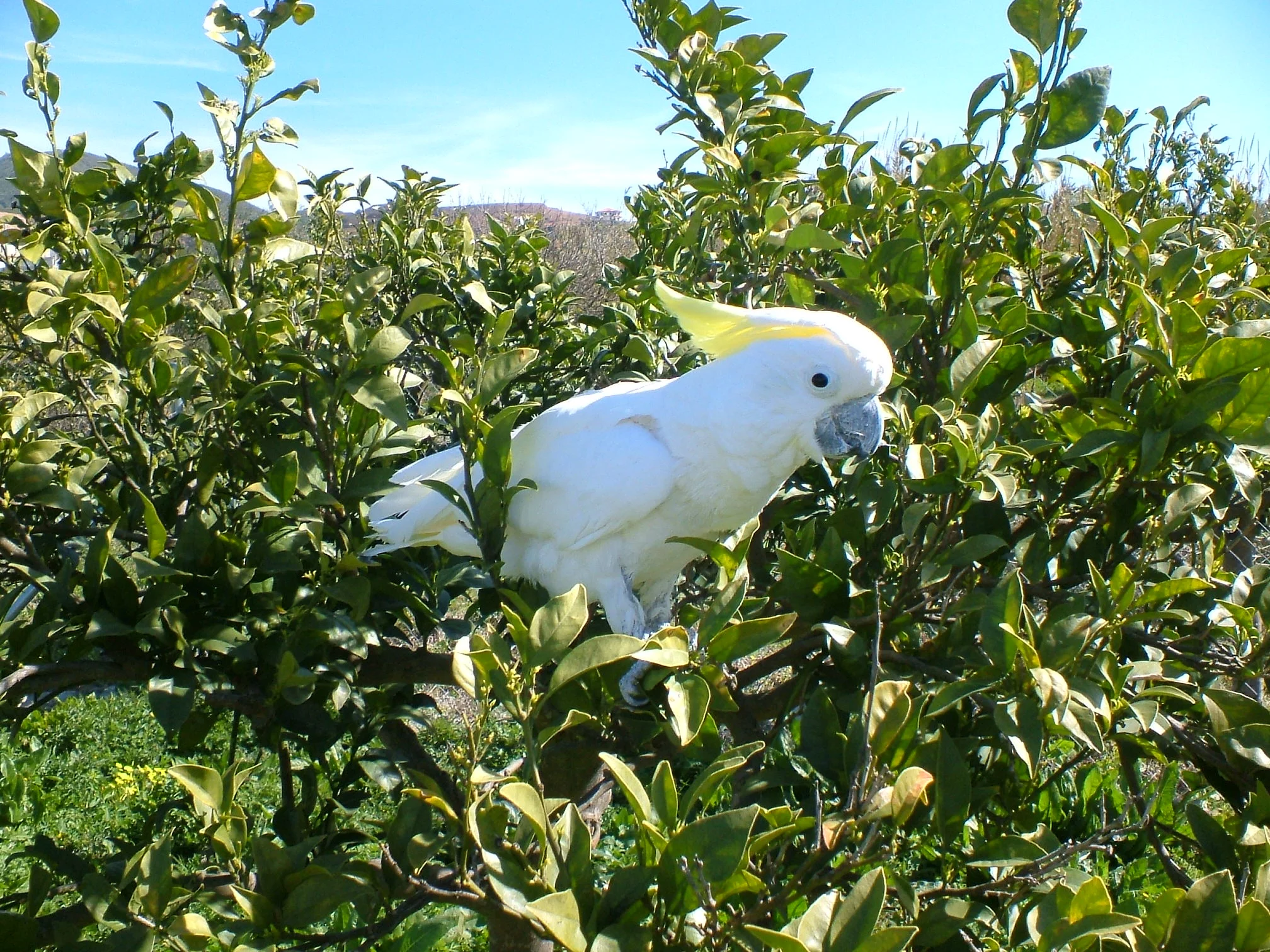Žveplenočopasti kakadu (Sulphur-crested Cockatoo)