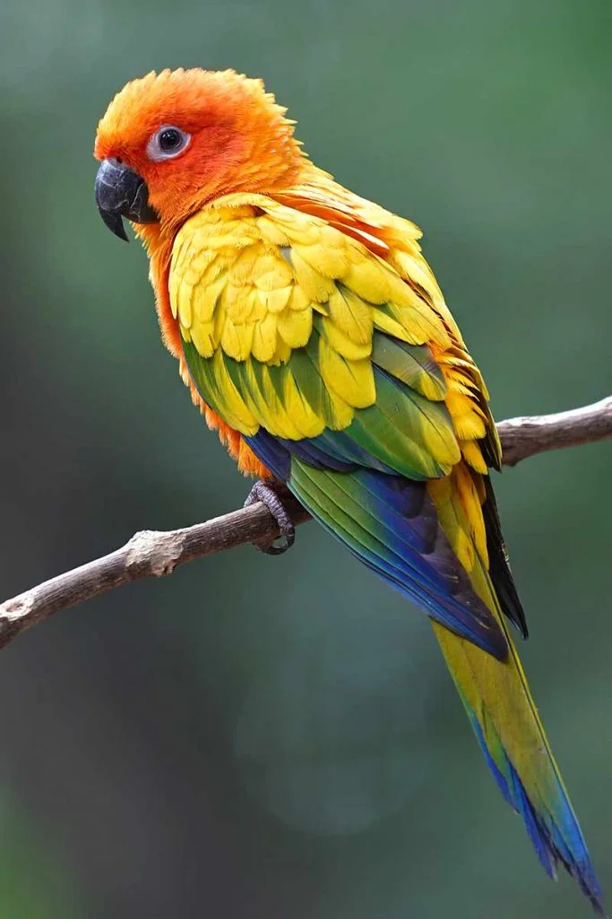Sončna konura (Sun Conure)
