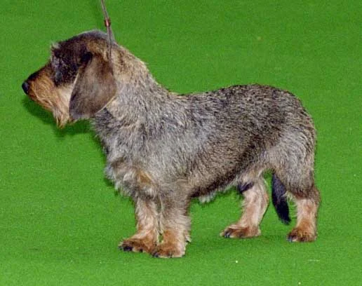 Jazbečar (Dachshund)