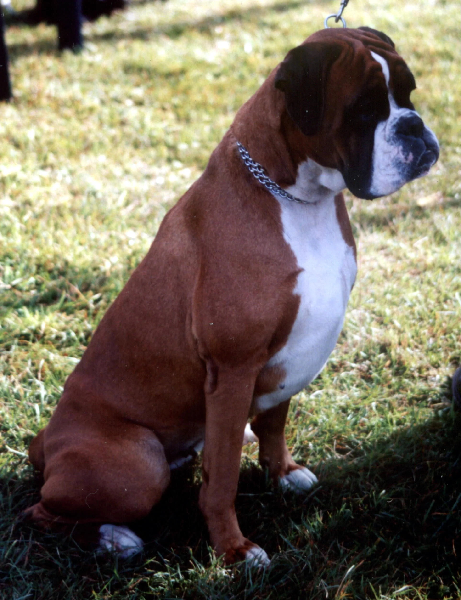 Bokser
