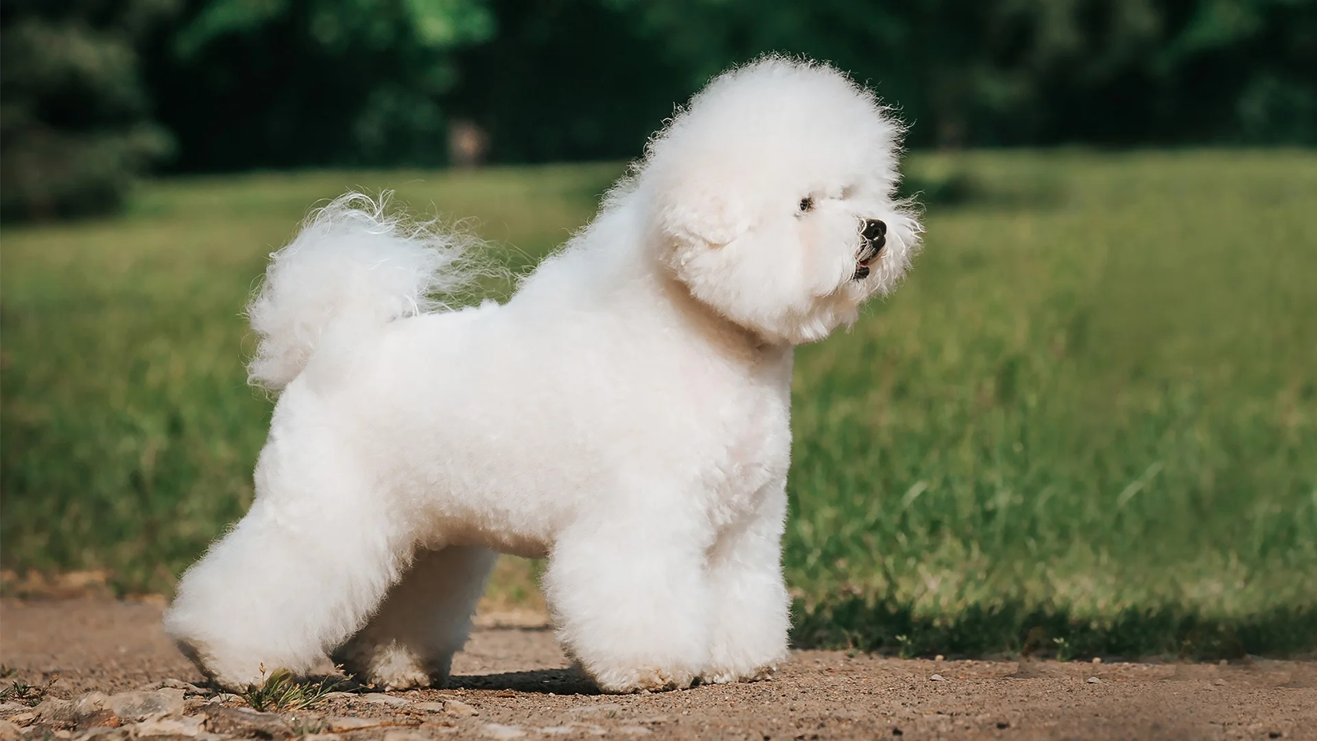 Bišon frize (Bichon Frise)