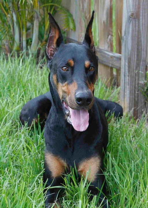 Doberman (Doberman)