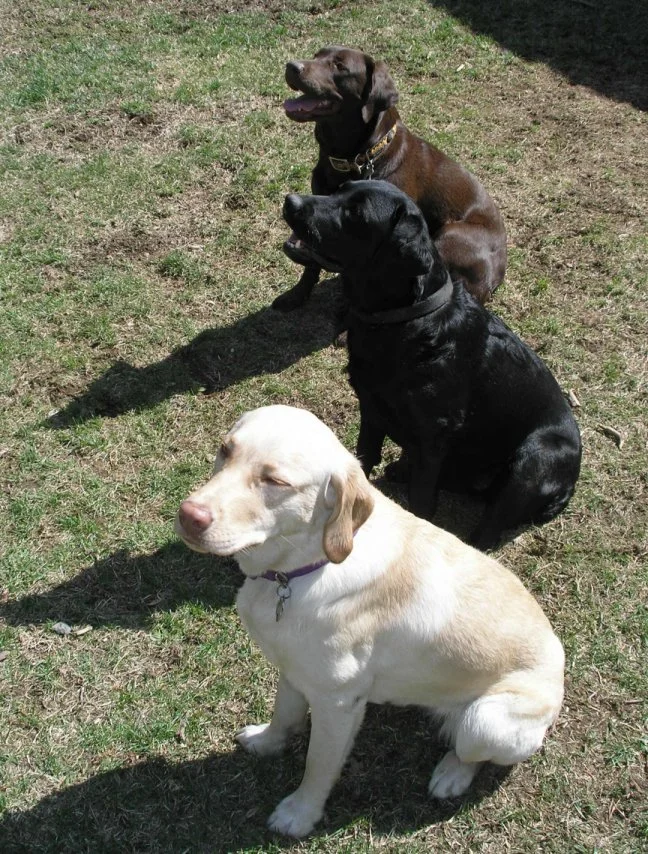 Labradorec (Labrador Retriever)