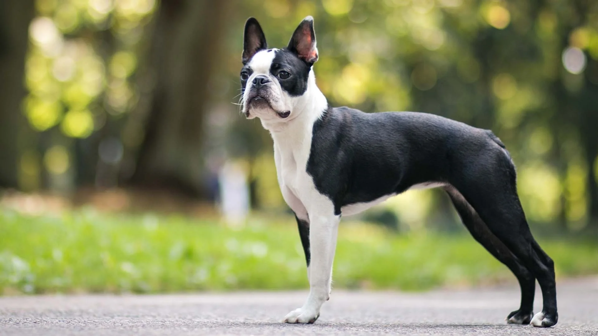 Bostonski terier (Boston Terrier)