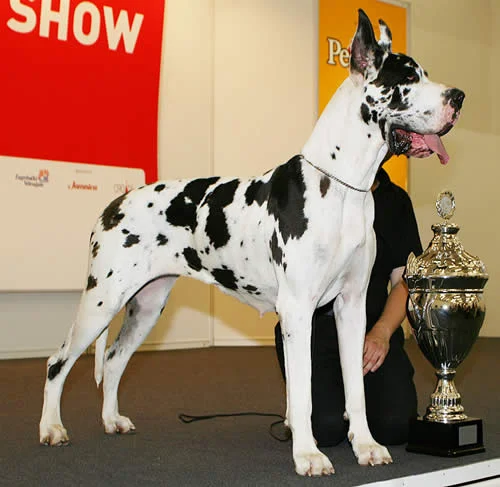 Nemška doga (Great Dane)