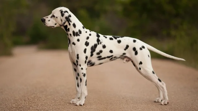 Dalmatinec (Dalmatian)
